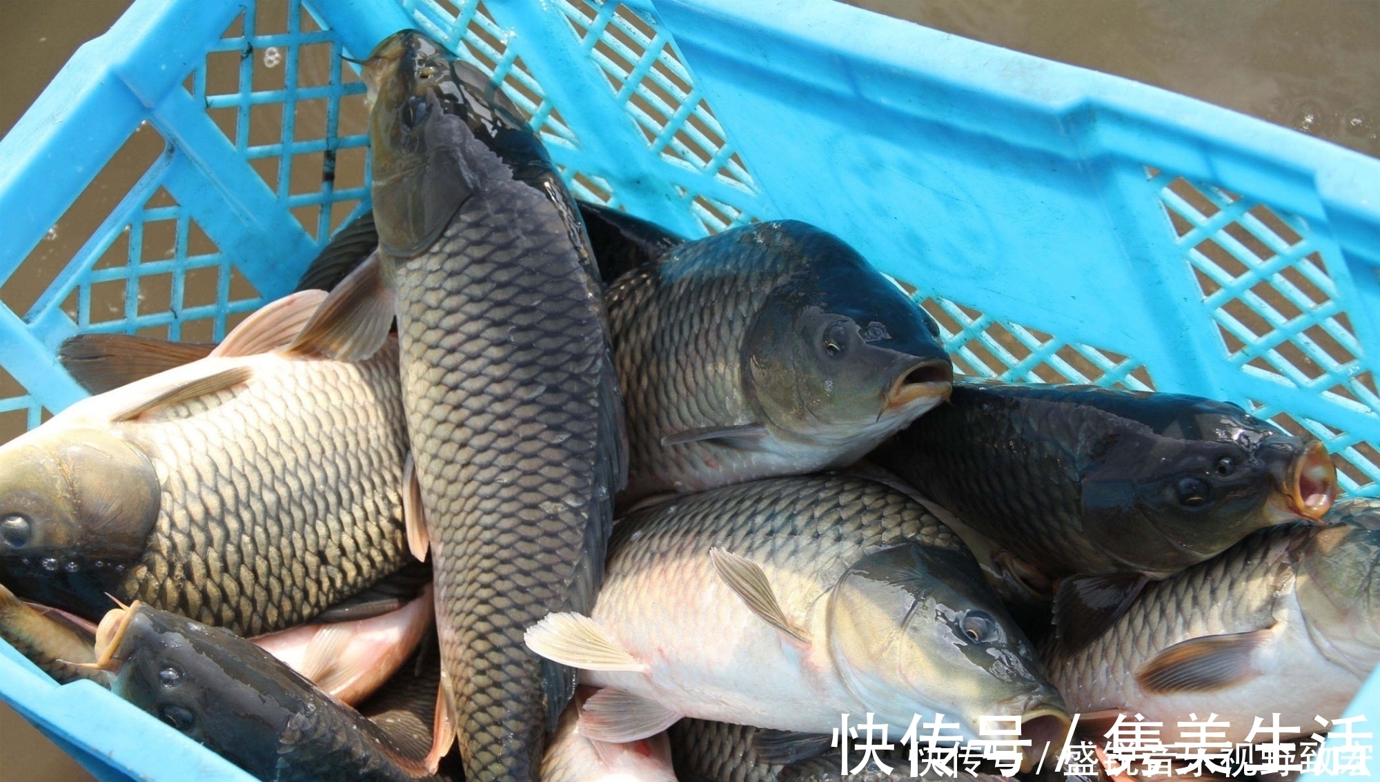 回锅鱼|什么物质的气味是鲤鱼非常喜欢的？钓鲤鱼轻松爆护的四种物质