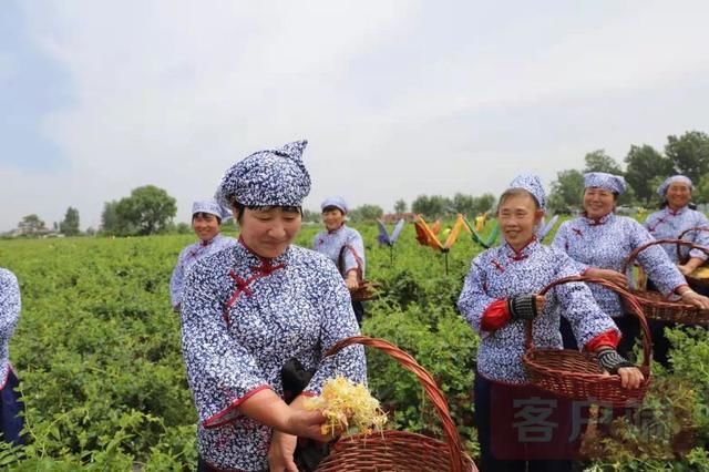 金银花|确山县:金银花采摘节邀你来“打卡”