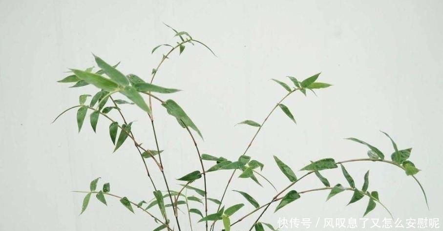 没有院子养不了竹子错，这种竹子养在桌上，比花还好看