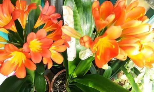 虫害|养花杀菌水,7天给花喝一勺,不黄叶、不长虫,新叶蹭蹭长