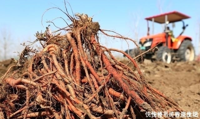 三七粉|3种植物养肝效果比肝药好，每天吃不怕肝有问题