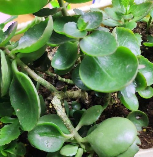 枝条|长寿花枝条变软,剪1刀,浇点这种水,过年就开花