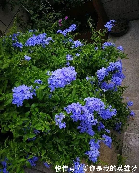 花花量|2种花不怕热,越热越开花,一开200多天,现在种1个月就开爆!