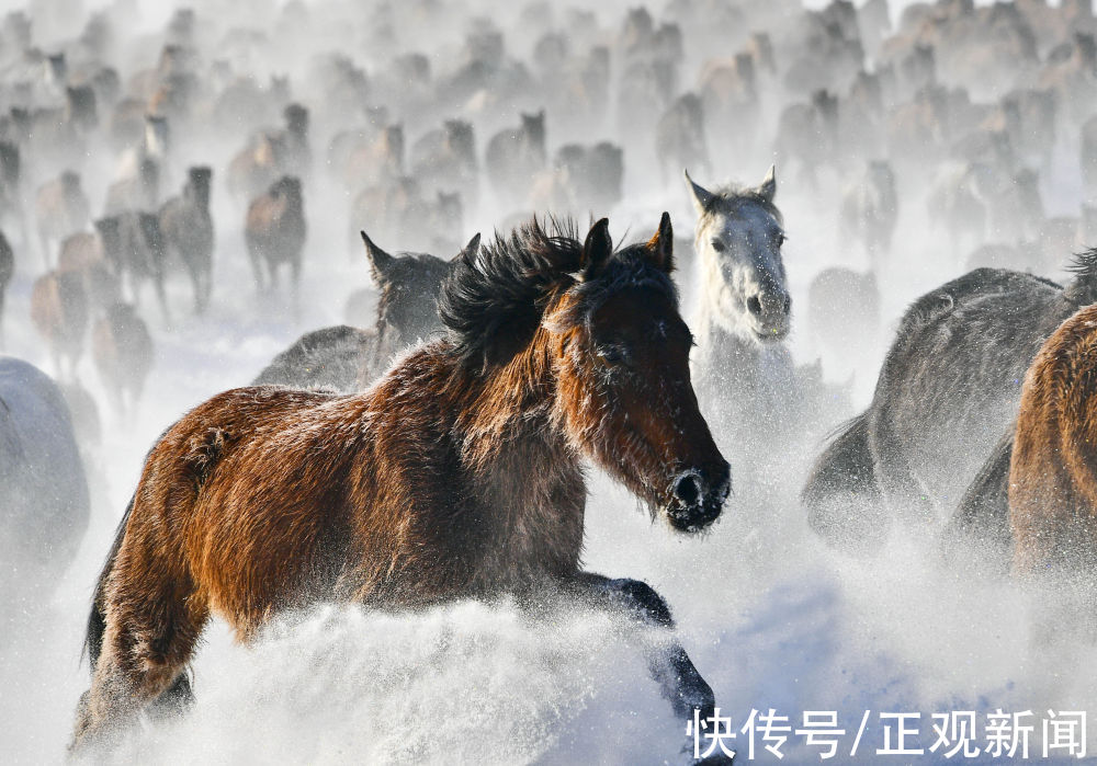 昭苏县|马踏雪原