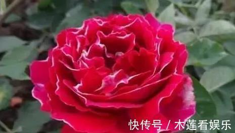 高雅|喜欢菊花，一定要养盆“珍稀名菊”雨润葵黄，柔美高雅，一次开爆