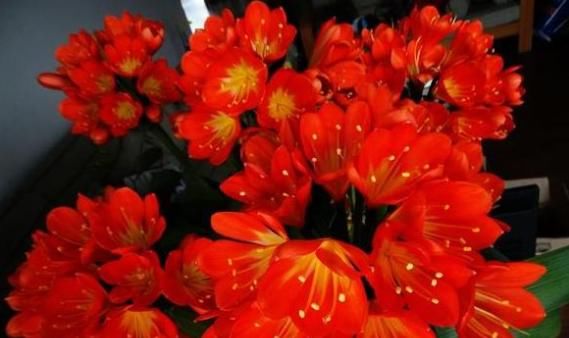  君子兰|她把君子兰的叶子全都剪光光了，没想到君子兰越长越好