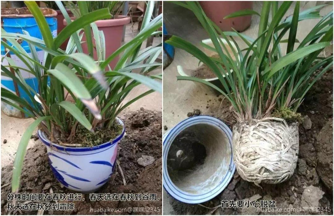 秋天给花铲一锹,一盆变五盆,根本不用扦插!