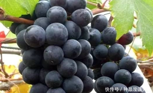 葡萄种植 幼苗定植后当年的管理 来学学怎么促花芽分化 快资讯