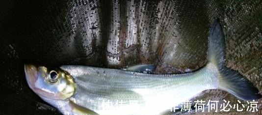 夜钓最好的机会来了！18条经验助你成功爆护！