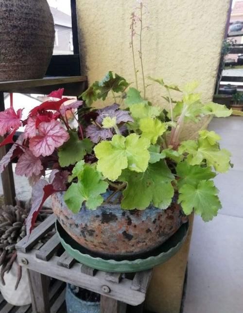  不好|客厅采光差？养这10种耐阴花，光照不好也能生长旺盛，开花不断