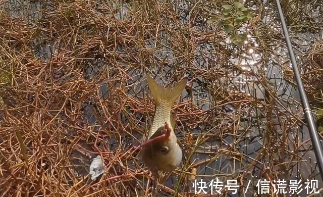 立冬后降温明显，野钓根据天气，抓住最后的“窗口期”