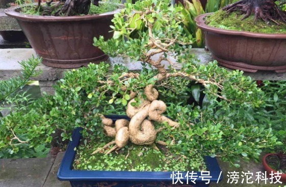 gt|什么绿萝、发财树都不如“2种树”,养人又旺财,1-2年成盆景