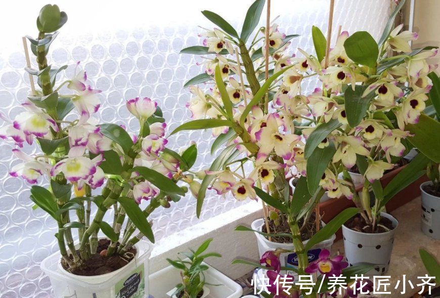 叶片|养花光照要求不同，可以分为“5种”类型，根据植物不同合理摆放