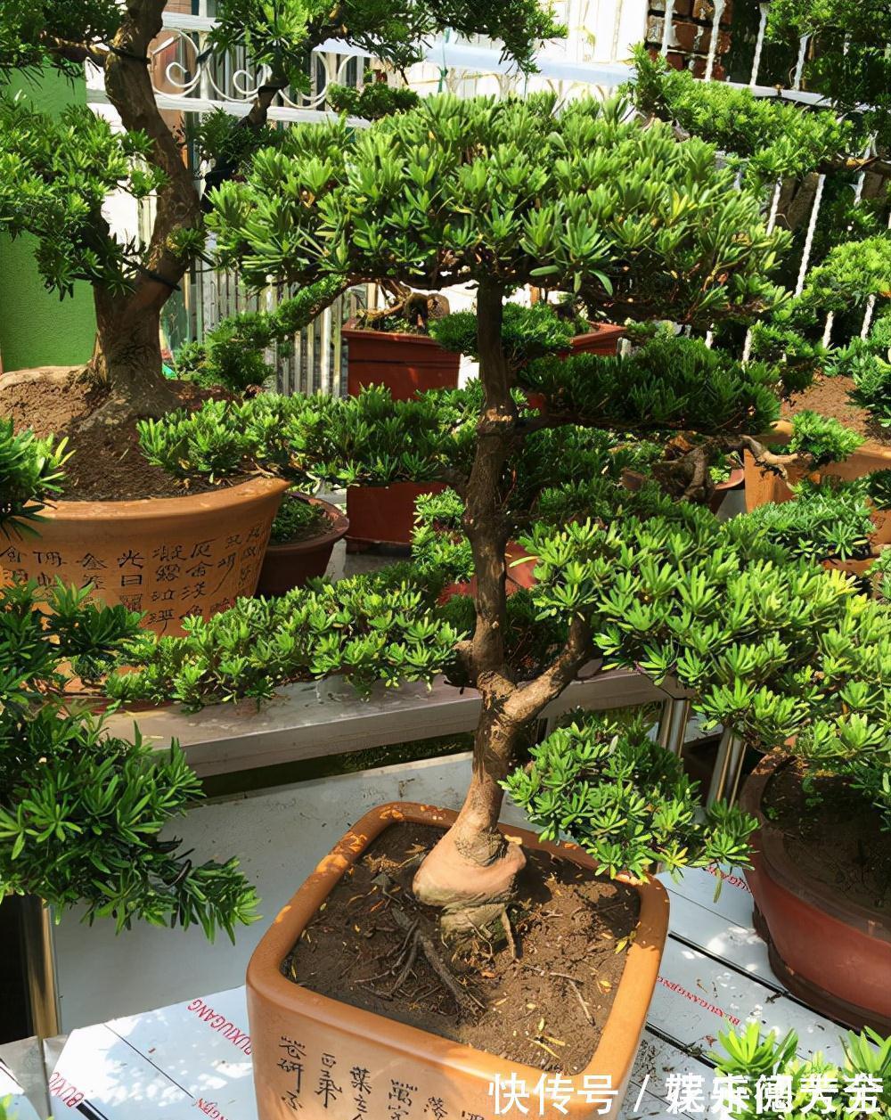 罗汉松|7种“转运花”,家里养一盆,漂亮又吉利,还有好运气