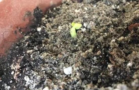 “露薇花”开花少、花色还不鲜艳,注意“4要点”,不久就变好