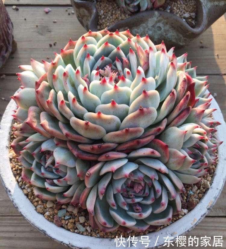 黄丽|很好养活的3种“多肉”,养出群生养成老桩,真的很美