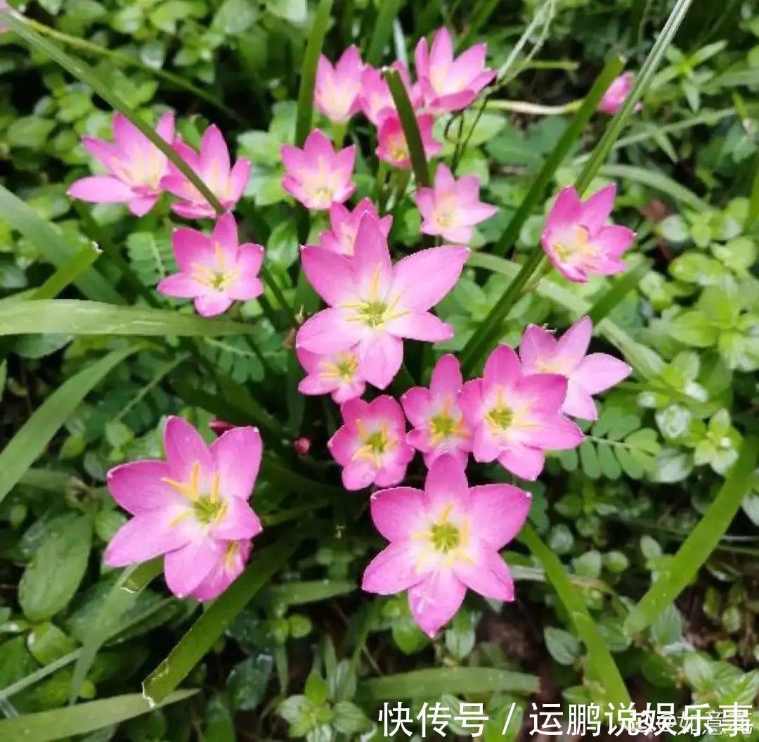 三角梅|30种夏天花,热不死、晒不死,大半年都开花,还没病虫害