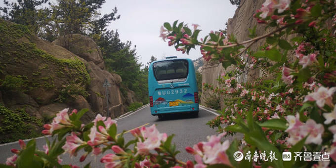 锦带|一路繁花相伴！巨峰五色海棠盛开，观光车上欣赏“锦带”