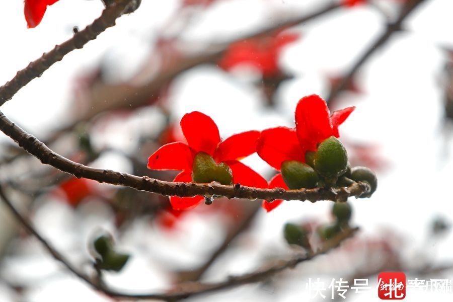 红城湖|原创组图丨海口木棉花开，释放春天的气息