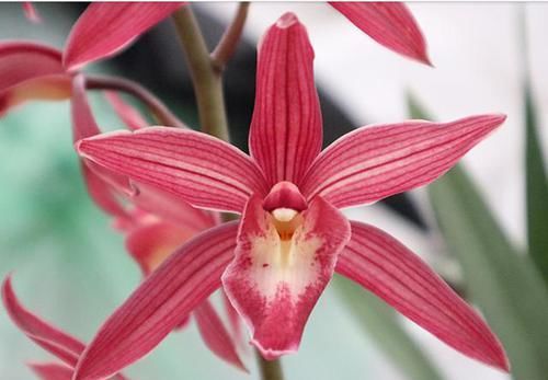 开花|比玫瑰还妖艳的兰花,花色鲜红如火,香味似香水,年头开花到年尾