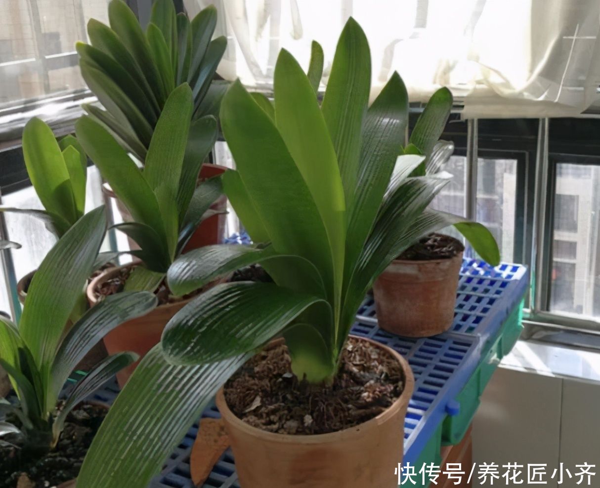 土壤|君子兰养根有“三要素”,缺少一个都养不好,高手都明白这些事