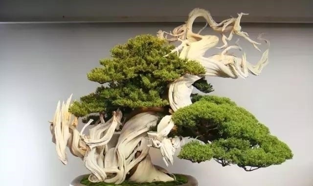 世界上又一奢侈品《盆栽》一盆就是一座房子!