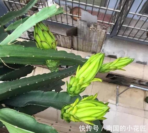 盆栽|单纯养花有点枯燥怎么办?不如盆栽种植水果,既好看又有趣
