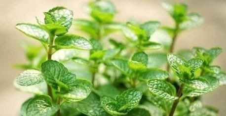 “3种花”一浇水就能活,客厅养一盆,花朵一开就成“瀑布”