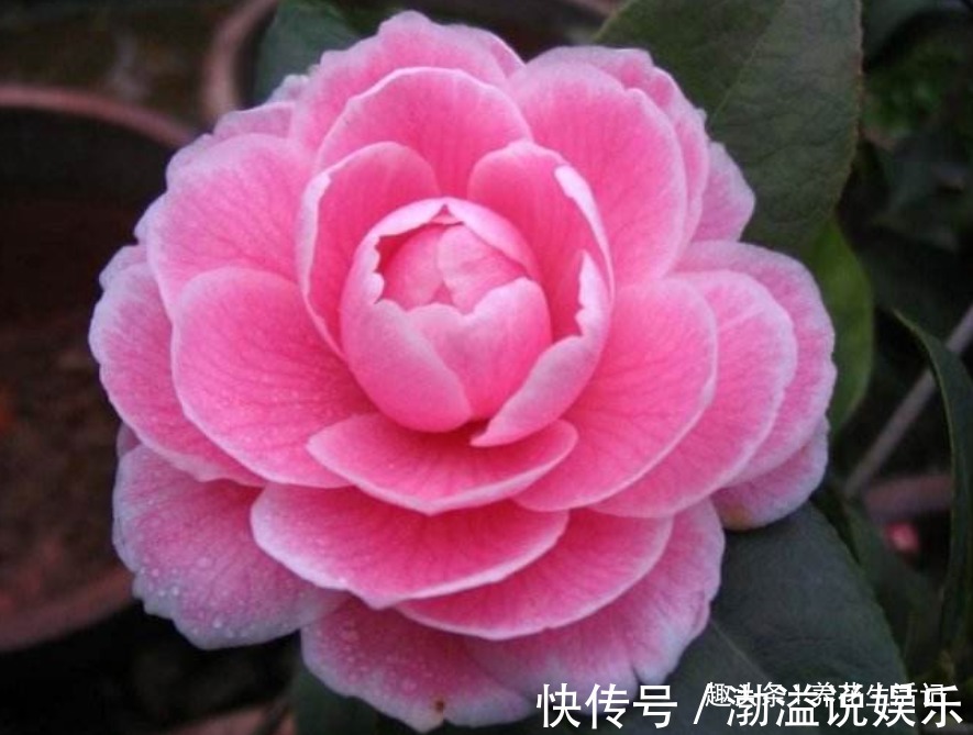 茶花|生长慢的茶花,剪剪后换换土,新芽萌发枝叶茂密,来年花量翻倍!