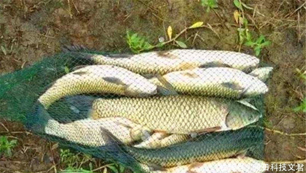 水闸|夏季钓不到鱼?往往是气压低导致鱼儿不开口,换个招数,轻松钓鱼