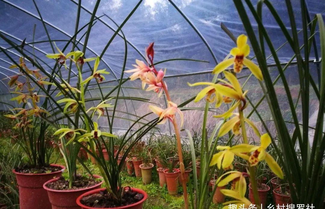 植料|什么树皮种兰花更好?学会处理松树皮,养蕙兰一年都不用施肥