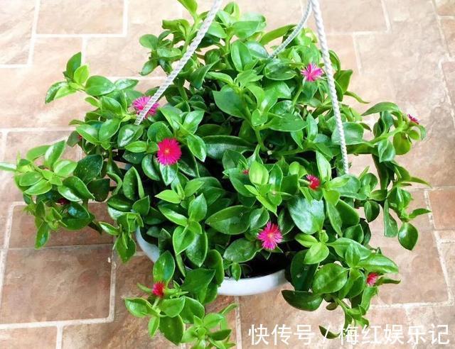 碰碰香|能“养人”的四种花，好养不怕热，可凉拌可泡茶，还能驱蚊子