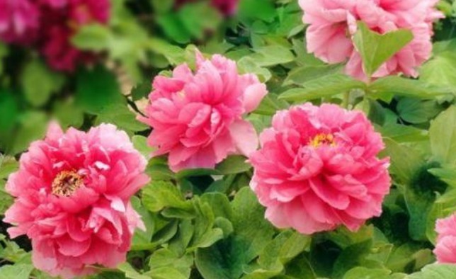 生肖鼠|天生疼爱妻子的三大生肖男,对妻子言听计从,甘愿为其当牛做马