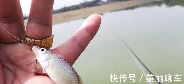 钓饵|别看这东西便宜,却是鲫鱼最爱吃的饵料,它就在你身边