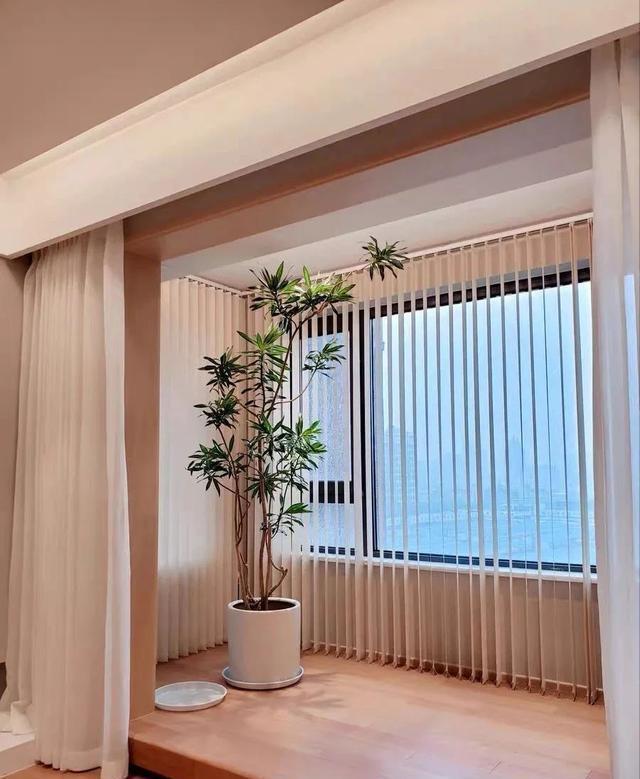 玉树|客厅见树,家业稳固,适合客厅养的8种树,大气美观,增添幸福感