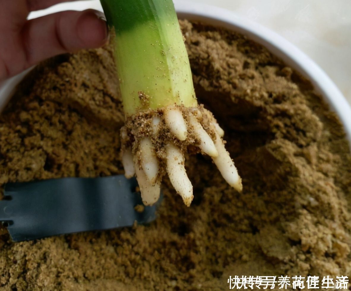 河沙|养花用“沙子”栽种,好处多多,告诉你它的4个使用“技巧”