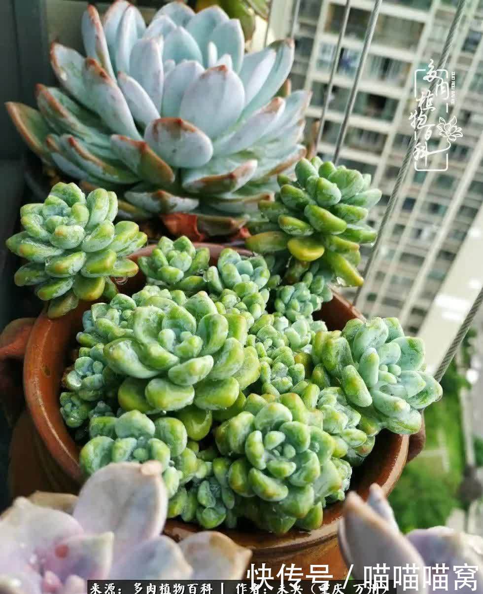 养肉多年,从未出坑过!养多肉是我最喜欢最坚持的爱好!