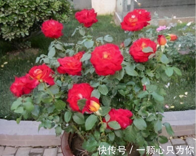 三角梅|养花嫌花期短,花量少,这三种开花机器种在家中,四季有花赏