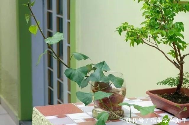 这些方法可以轻松去掉盆栽植物里的霉菌，避免病害加重！