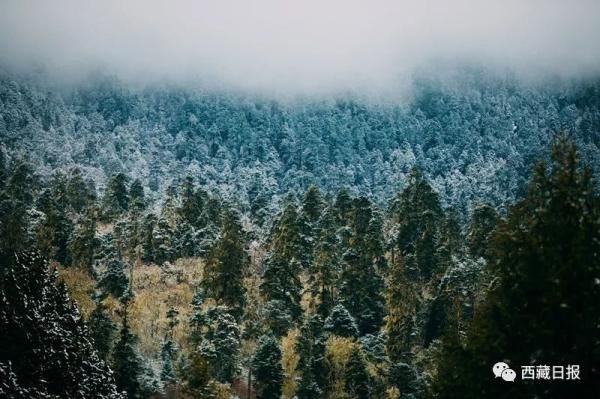 越深|越往深冬，雪越深，林芝越纯真！