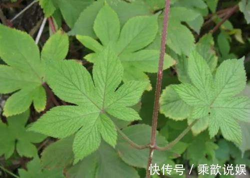 皮肤发痒|农村当杂草除掉的一种草,是治疗皮肤发痒的奇药,一抹就见效