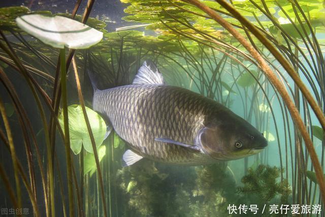 夏钓草鱼全攻略,看懂弄明白,想钓草鱼就是这么简单