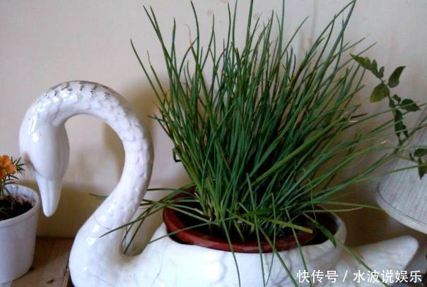 春天养花,不如在冬天种菜,撒一把菜籽,不到1个月就能收割