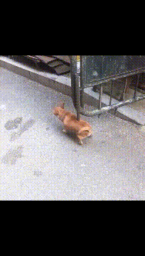 |搞笑GIF趣图:车头都翘起来了还能开,果然高手都是在民间!