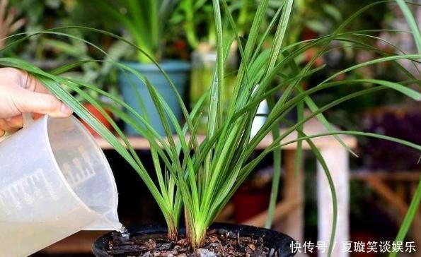 秋季养花浇花,甭用4类“夺命水”,不然浇一盆伤一盆