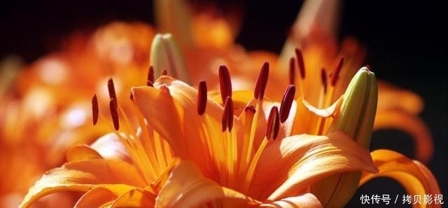 聚财|适合养在客厅的3种花,越养越“聚财”,关键净化甲醛能力强