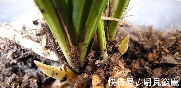 根壮|路边捡一把扔到花盆里,土壤肥的流油,根壮不腐烂,3年不用换土