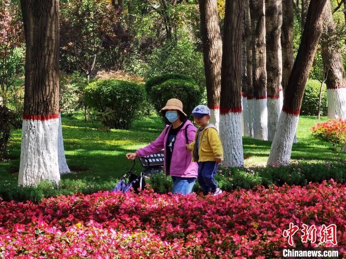 菊花|300万株花卉亮相古城西宁 喜迎国庆