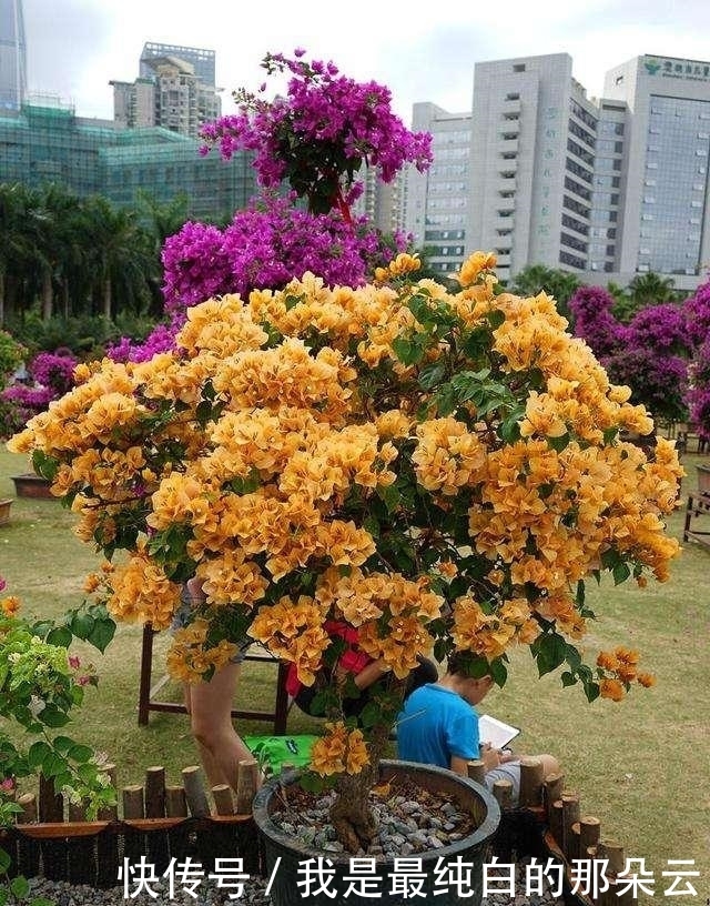 叶片|三角梅开败了？狠狠心，用3个“高招”，挤满新枝芽，又爆二茬花