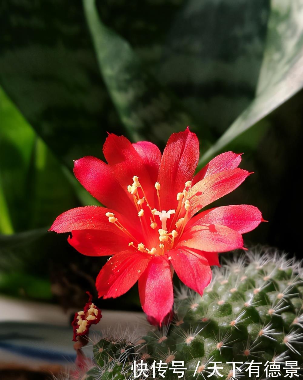 秘密|仙人球开花的秘密，学一学